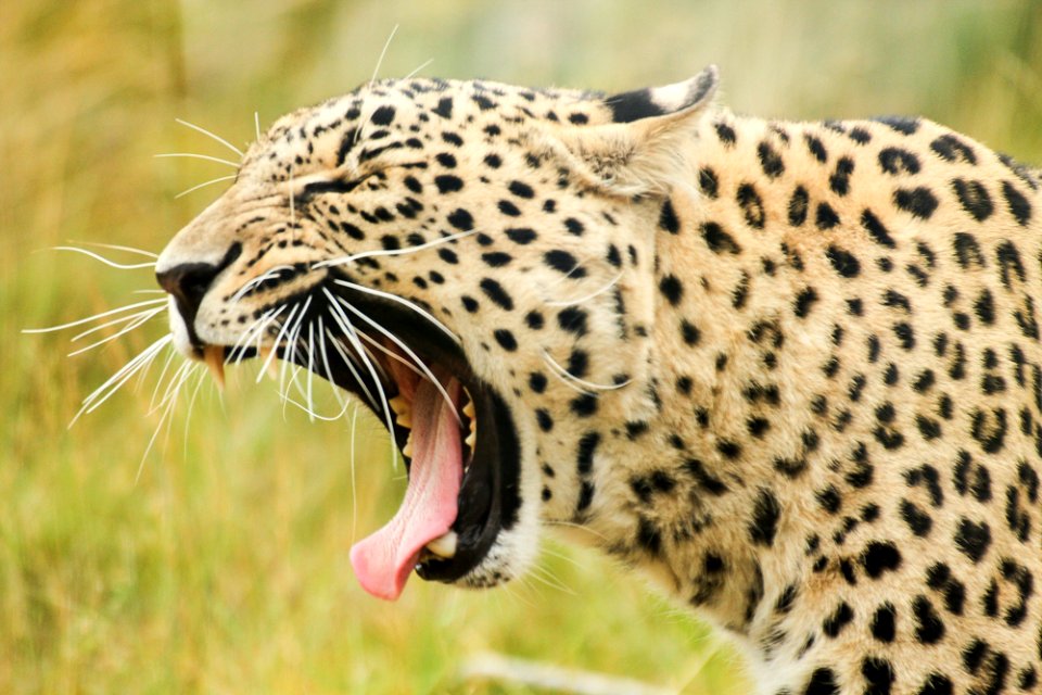 Persian Leopard at Orsa Björnpark photo