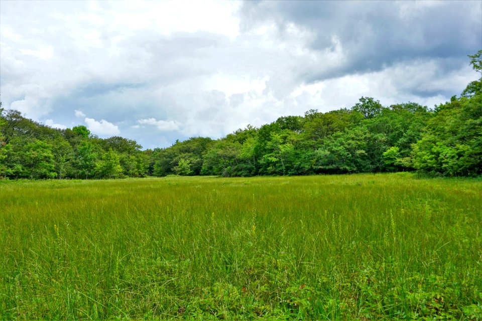 scene at fen Bluff Mountain Preserve ncwetlands KG (2)