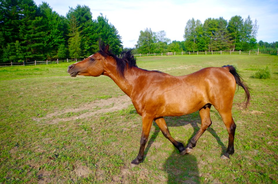 Chevaux Centre MAestro - 42