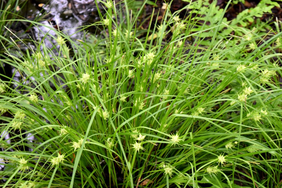 plant Lake Rim Park ncwetlands AM (7)