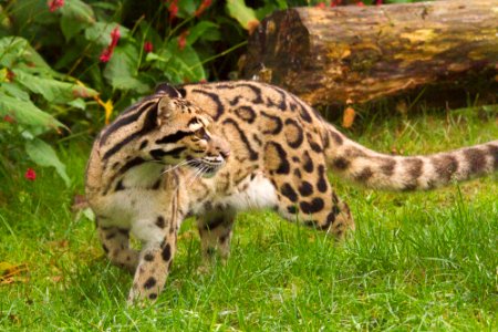 Clouded Leopard photo