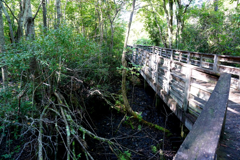 scene pocosin Lake Waccamaw State Park ncwetlands KG (1)