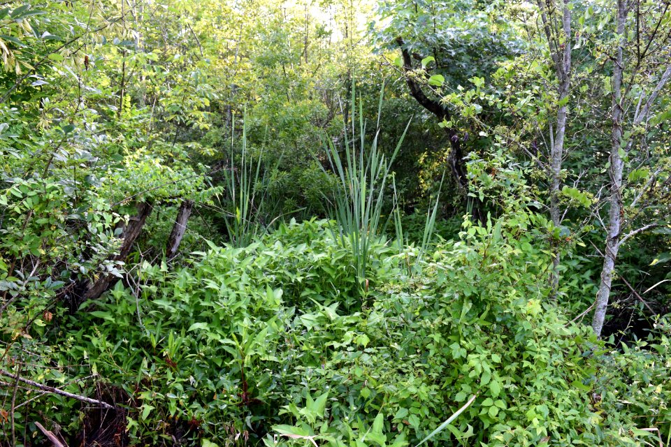 scene Scuppernong Interpretive Boardwalk ncwetlands am (21)