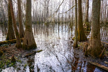 scene Merchants Millpond SP ncwetlands KG (11)