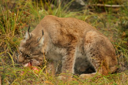 Lynx at Orsa Björnpark