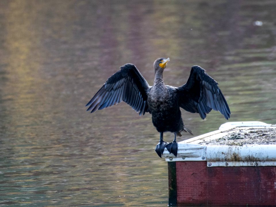 Double-crested cormorant