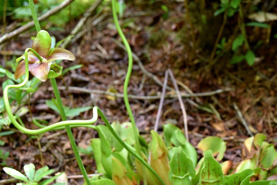 plant purple pitcher plant ncwetlands AM (15)