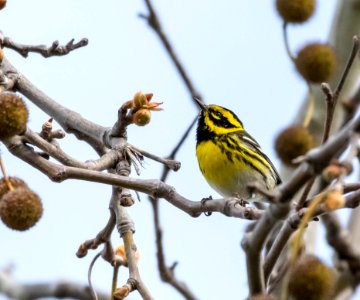 Townsend's warbler photo