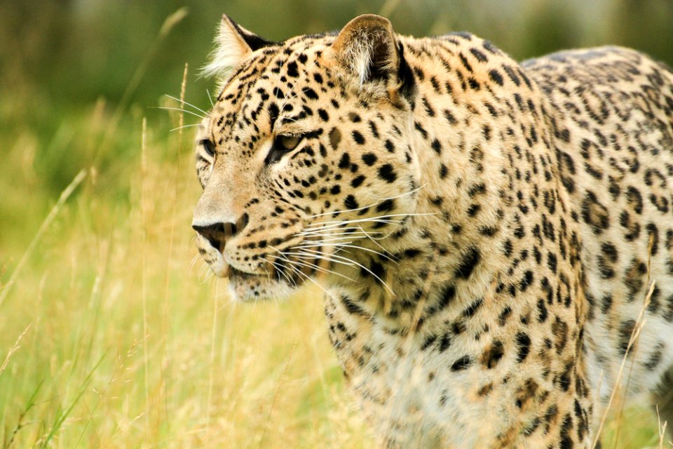 Persian Leopard at Orsa Björnpark photo