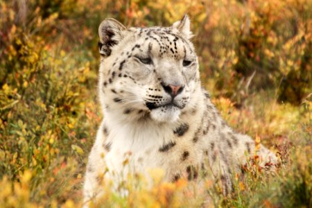 Snow Leopard at Orsa Björnpark photo