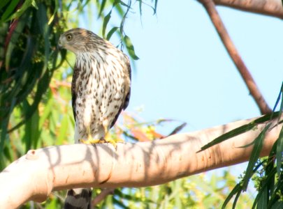 Juvenile Cooper's hawk photo
