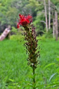 plant cardinal flower mcdowell np ncwetlands amm (9)