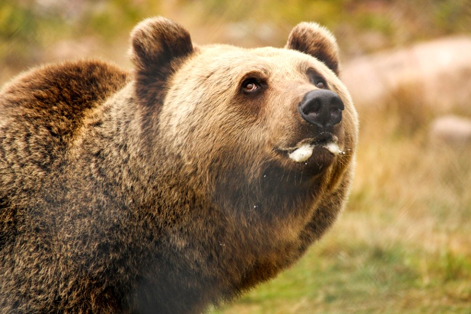 Bear at Orsa Björnpark
