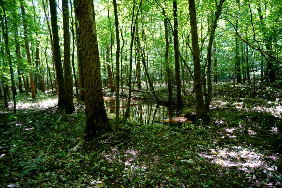 vernal pool wetland Shallow Ford Natural Area ncwetlands KG (2)