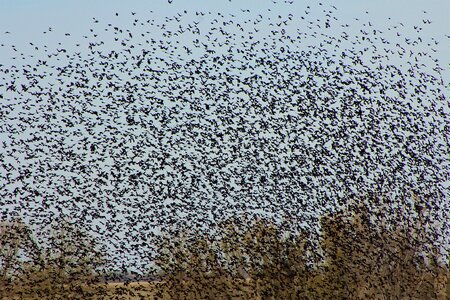 Birds flying flying wing