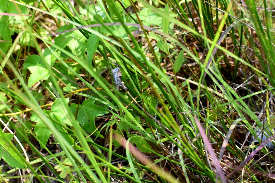 invertebrate grasshopper dover bay gmlnd ncwetlands am (43)