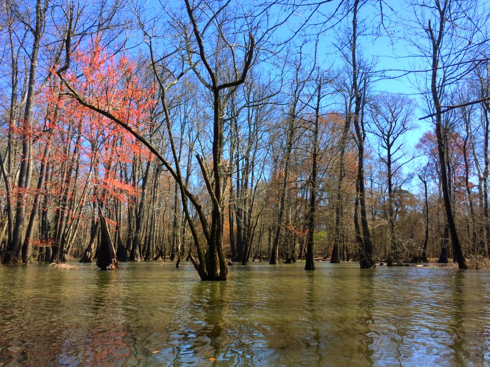 scene river park north ncwetlands KG (5)