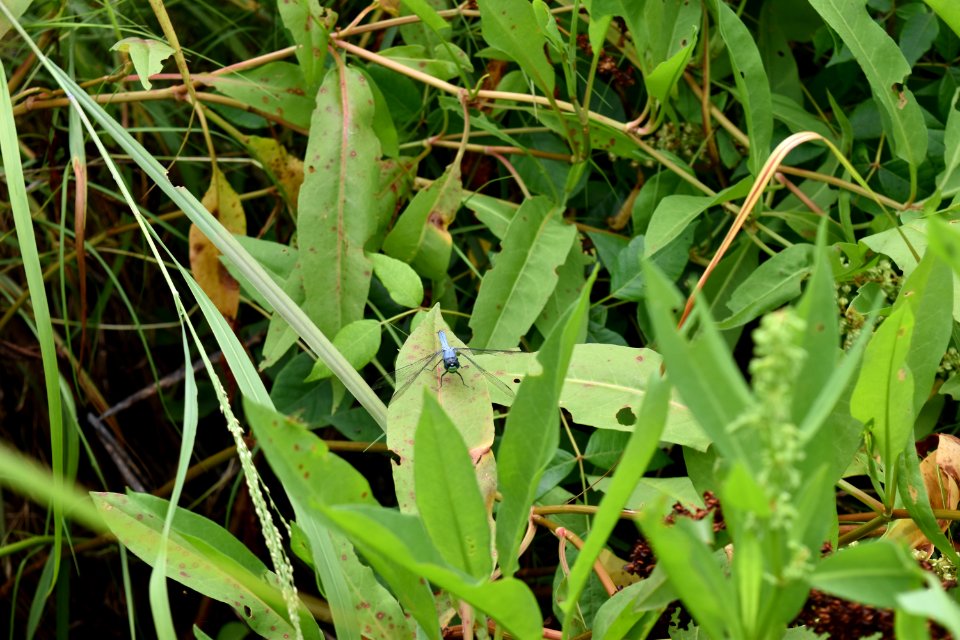 invertebrate dragonfly joe himbry waterfront park ncwetlands am (13)