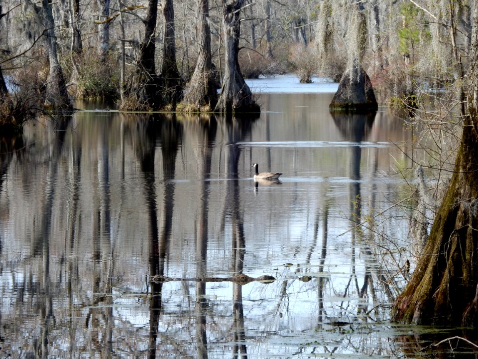 scene Merchants Millpond SP ncwetlands KG (51)