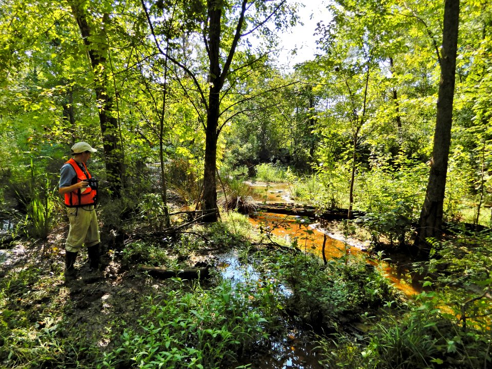 scene upstream of beaver pond McAlpine Creek Park ncwetlands KG (2)