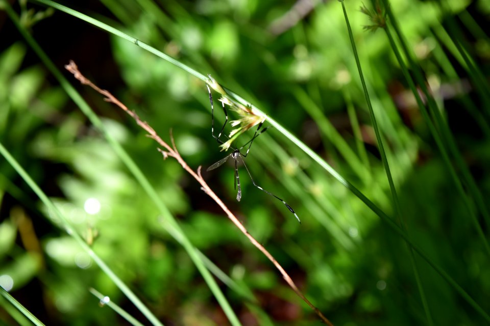 invertebrate phantom cranefly Lake Rim Park ncwetlands AM