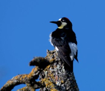 Acorn woodpecker photo