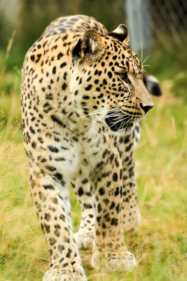 Persian Leopard at Orsa Björnpark photo