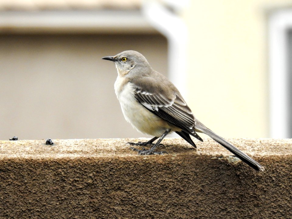 Northern mockingbird