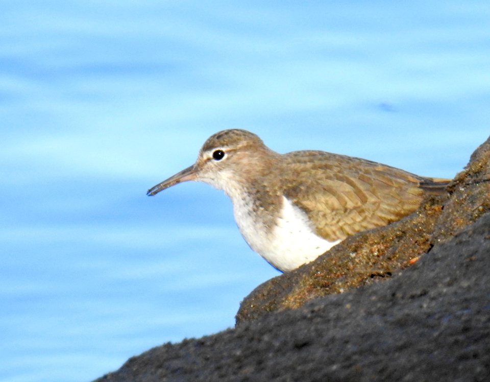 A spotted sandpiper peeking out from behind the sand