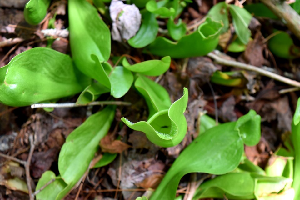 plant purple pitcher plant ncwetlands AM (2)