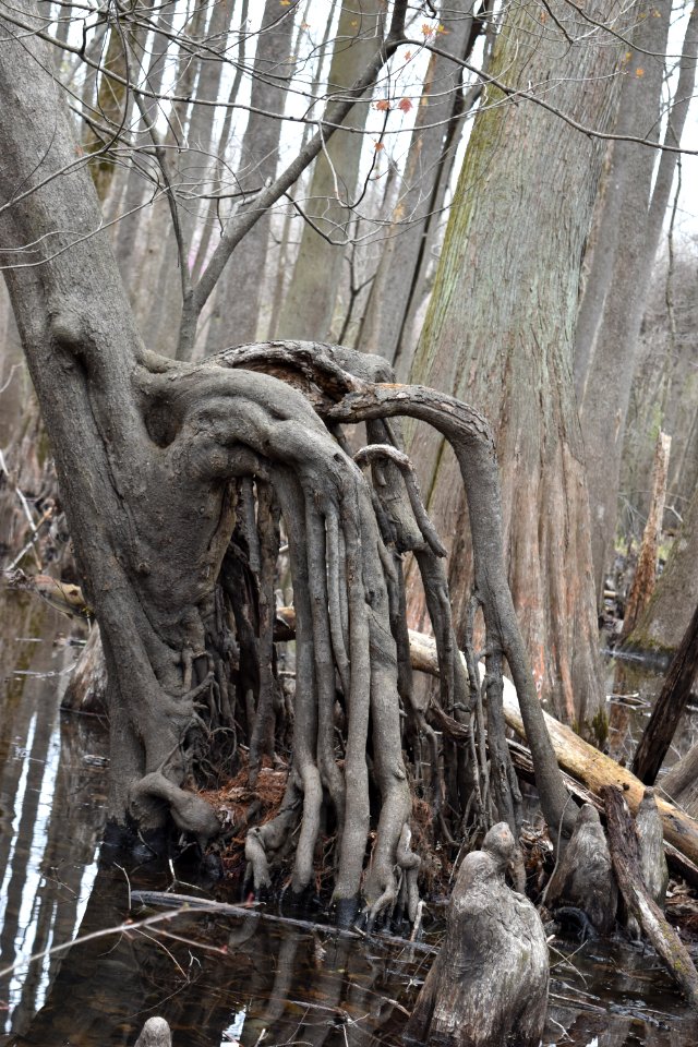 other Maple tree trunks Upper Roanoke R Wetlands Gmlnd ncwetlands AM (24)