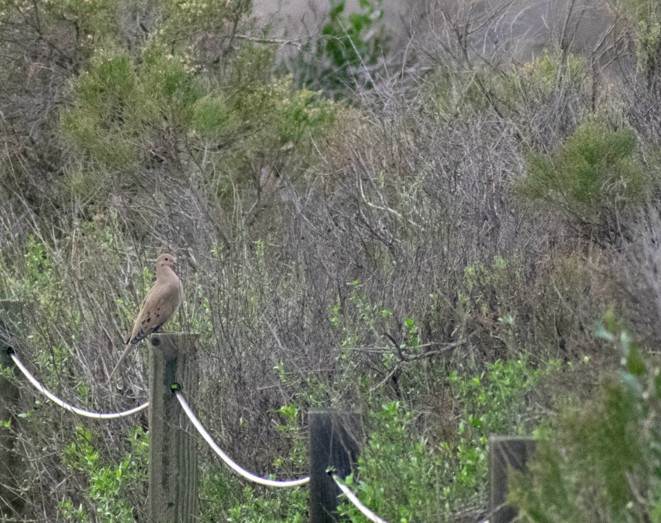 A mourning dove rests upon the fence.
