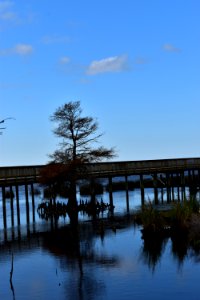 scene cypress and boardwalk Duck Town Park and Boardwalk ncwetlands AM (18)