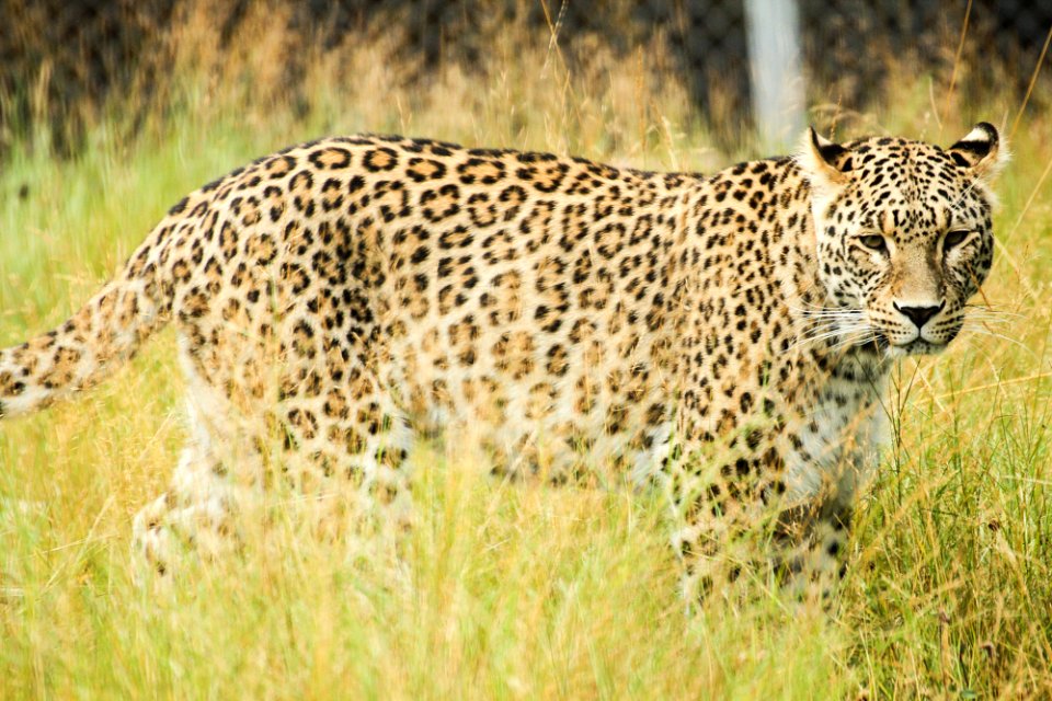 Persian Leopard at Orsa Björnpark