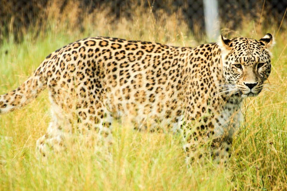 Persian Leopard at Orsa Björnpark photo