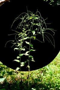 verbena urticifolia Mason Farms KG (1)