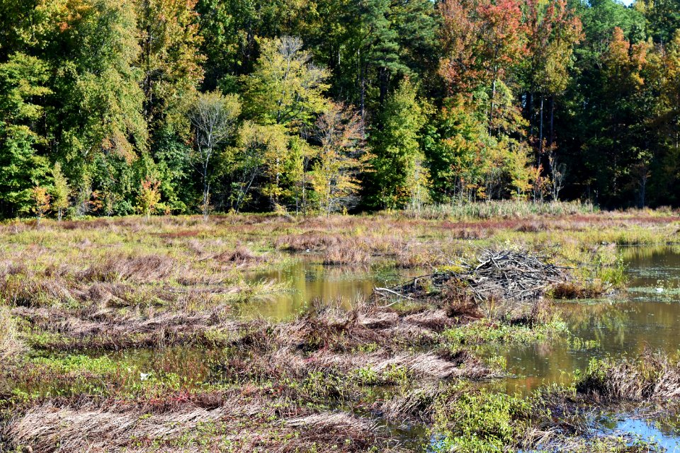 scene Beaver Marsh Preserve ncwetlands KG (12)