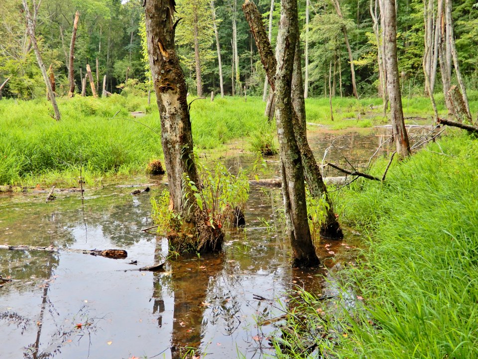 scene beaver pond mcdowell np ncwetlands KG (43)