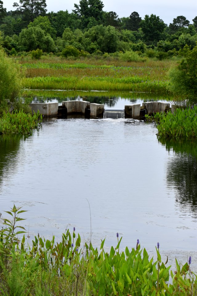 scene jack smith creek wetlands ncwetlands AM (4)