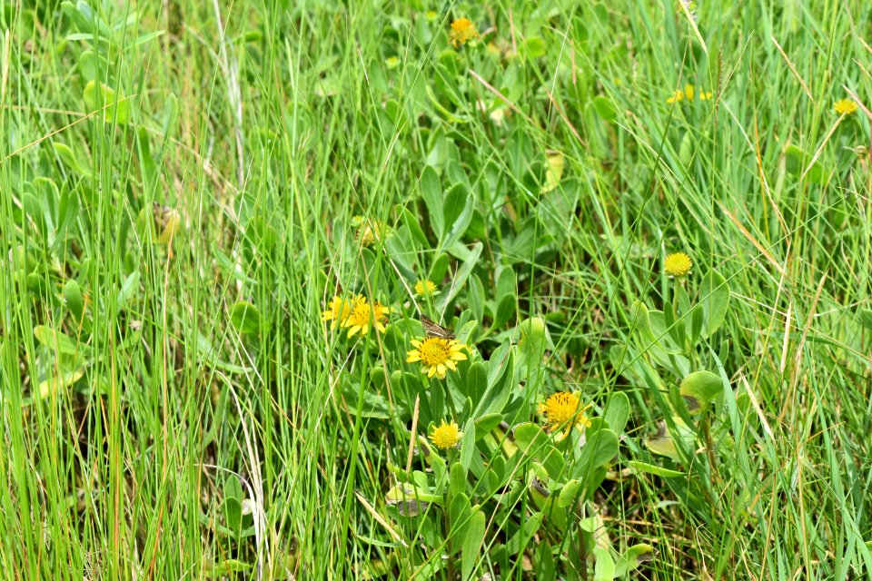 plant swanquarter nwr bell island pier ncwetlands am (23)