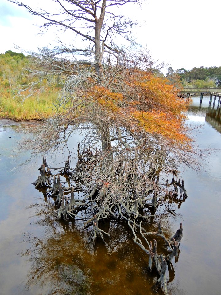 plant cypress tree and knees Duck Town Pk + boardwalk ncwetlands KG (15)