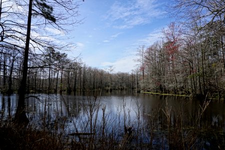 scene Merchants Millpond SP ncwetlands KG (32)