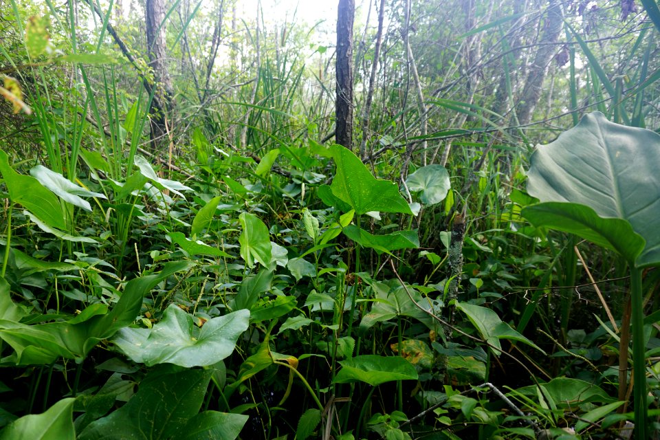 scene Buckridge Reserve ncwetlands KG (49)