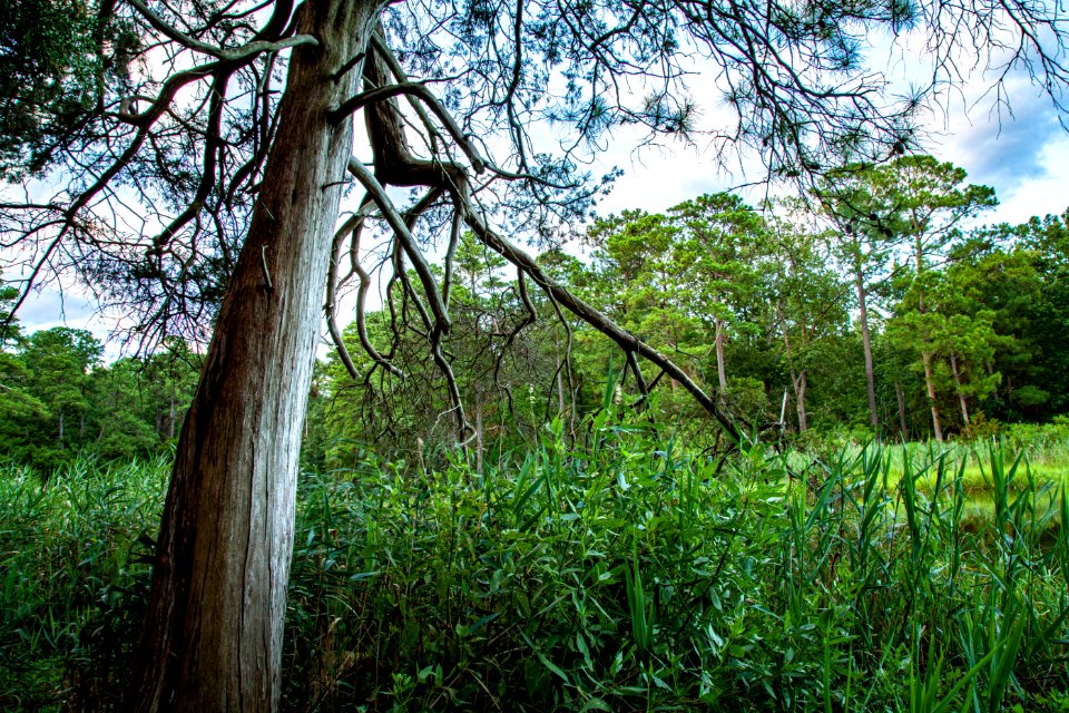 Cedar next to Marsh