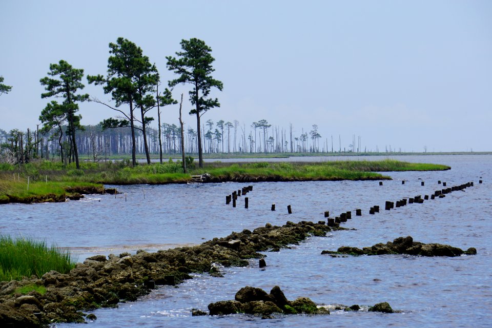 scene Swanquarter NWR ncwetlands KG (6)