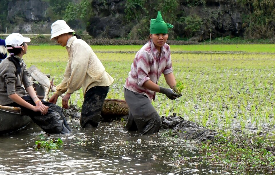 Rural culture plantation