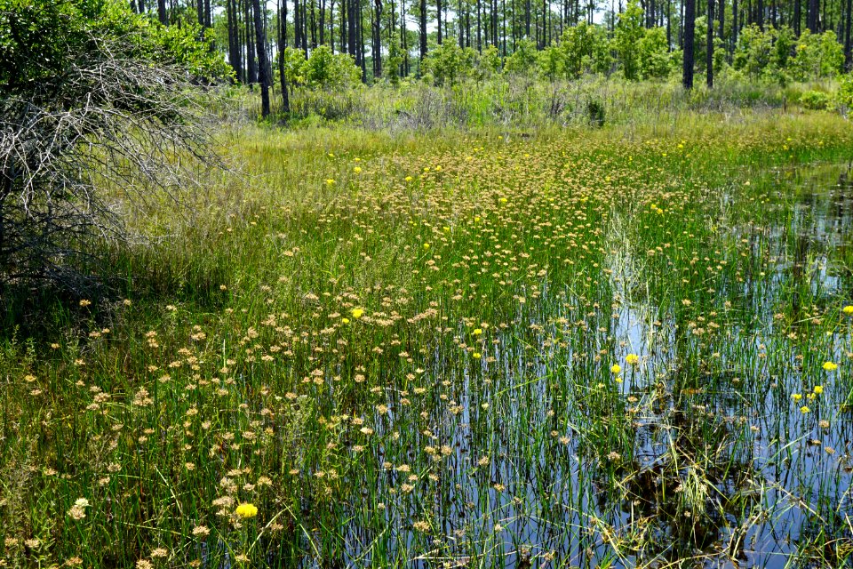 scene brandon's pond area croatan NF KG (8)