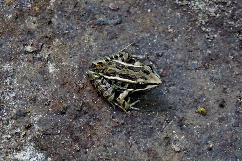 amphibian leopard frog Shallow Ford Natural Area ncwetlands KG