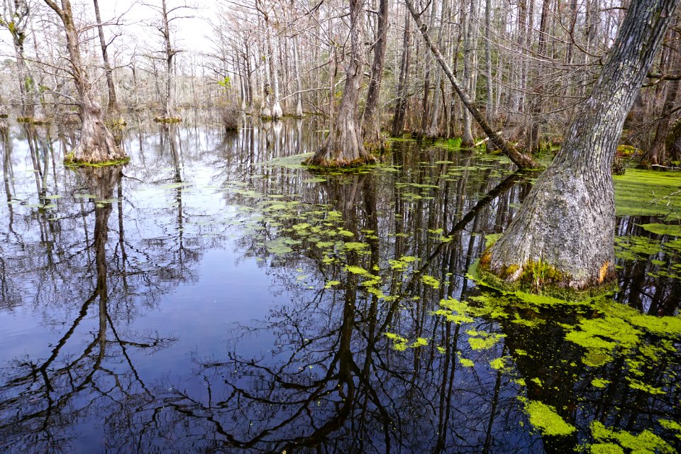 scene Merchants Millpond SP ncwetlands KG (46)