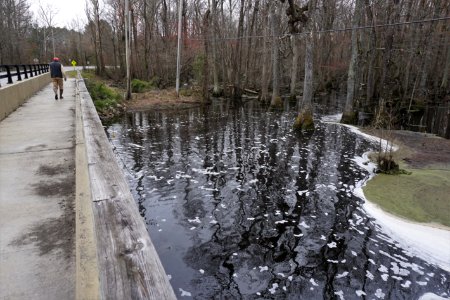 scene Bennetts Creek Merchants Millpond SP ncwetlands KG (2)